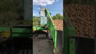 Калибровка и Фасовка раннего картофеля