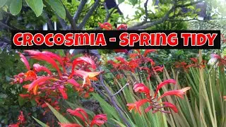Crocosmia Spring Tidy