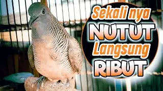 SUARA NUTUT GACOR, paling cocok untuk merangsang PERKUTUT LOKAL belajar bunyi