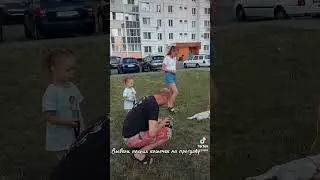 #шотландскийвислоухий #шотландскиекотята #семья