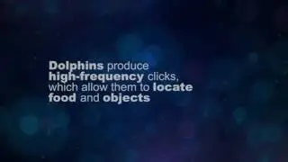 A Matter of Fact: Dolphins