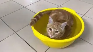 Беня водоплавающий😂