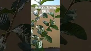 Guava or Bayabas is Soaring High #fruit #agaderfarmland #guava #bayabas
