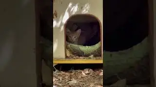 🐈 Новый постоялец