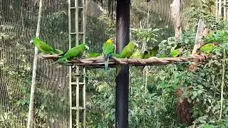 Parque Das Aves