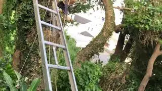 幹枝除去3