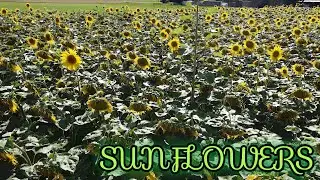 Sunflowers🌻 Cinematic shots | DJI Mavic Mini