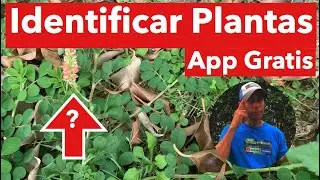 Identificar Plantas con el App “Google Goggles”