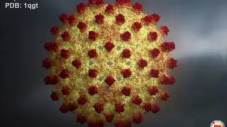virus