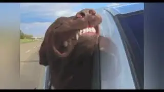 Видео о собаках # Shorts