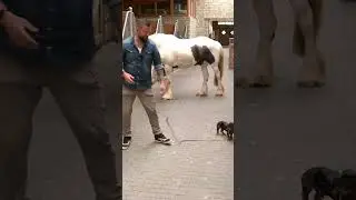 "Du darfst nicht ZU NAH dran!" ☝️🐶 Meidebogen PERFEKT meistern!