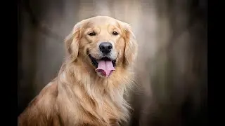 "VIVIR CON UN PERRO VIEJO" - VOZ: Guillermo Luquet