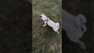 Winston the Pug chasing Lightning Bugs