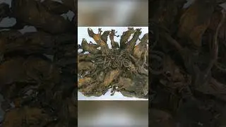 Крысиный король – кто он?