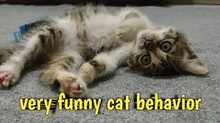 Tingkah Kucing Yang Sangat Lucu // very funny cat behavior
