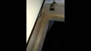 Паук ест  осу