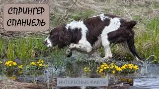 SPRINGER SPANIEL🐕/Animal Life/Dogs/Animals/Interesting Facts