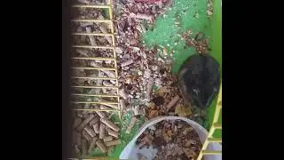 стёпа