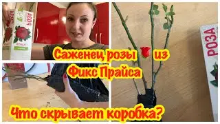 SHOPPING AT FIX PRICE/BOUGHT A ROSE SEEDLINGS AT FIX PRICE/WHAT THE BOX HIDES/COUNTRY SEASON 2023