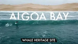 A New Future for Tourism : Algoa Bay, South Africa - Wild Guardians