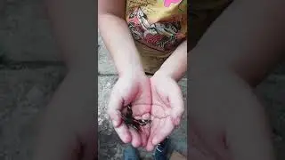 Бабочка для мамы
