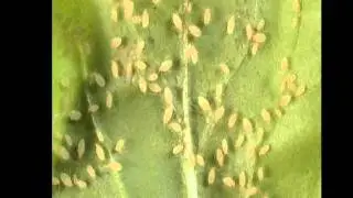 Aphids responding to alarm pheromone