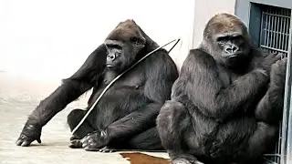 Zoo Gorillas planning for Escape.