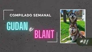 COMPILADO #1 - GUDAN O HUSKY