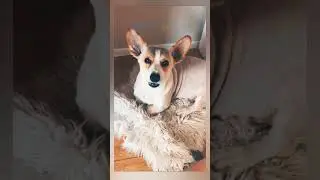 ТОП-5 САМЫХ МИЛЫХ ФОТО СОБАКИ МОЕЙ ПОДРУГИ 🐕🐾.                        Соц. сети в комментариях ➡️