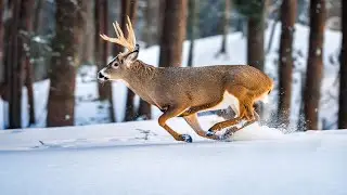 The Story of the Castle Buck