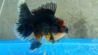 Best Kirin calico oranda goldfish || GOLDFISH oranda
