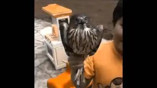 Funny Hawk Video