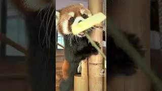 Some things are worth fighting for 😋😋😋#fy #fyp #trending #cute #adorable #redpanda #Iove #apples