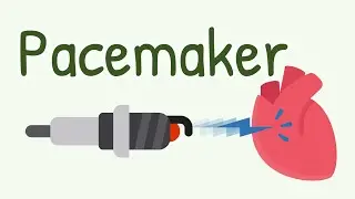 Pacemaker Tissues of the Heart: SA Node, AV Node, Purkinje Fibers etc.