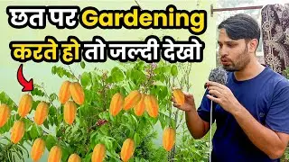 TERRACE PAR GARDENING KI AUR LAGA DIYA FRUIT PLANT | STAR FRUIT PLANT | Daily Vlogs | Family Vlogs