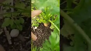 Это морковка 🥕, господа