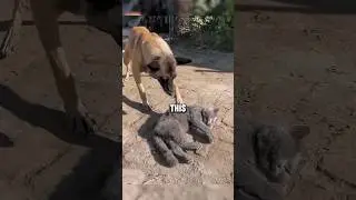 This dog couldn't believe he just lost his cat friend 🥺💔 #shorts