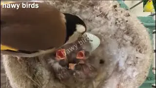طريقتي من الصفر مع تزاوج الحسون في القفص