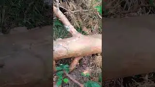 жуки дерутся