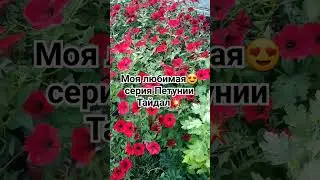 Шикарная Петуния/Моя любимая серия Петунии Тайдал👍👍👍 