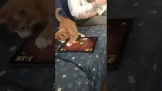 Кот играет в планшет #Tik Tok #Shorts #Тик Ток #ПриколКоты #Catstiktok