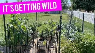 July 2022 organic garden tour - gardening in zone 5b in small spaces