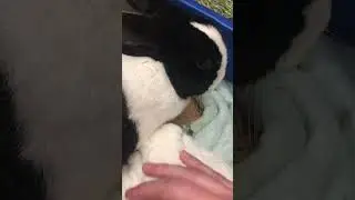 White Mini Rex Elsa sawing logs!!