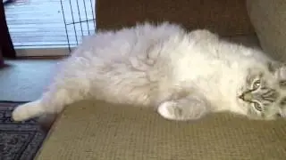 Kitty hogging the sofa