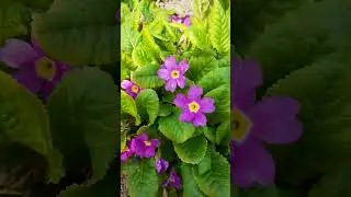#цветы