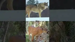 Gray Wolf vs Cougar 
