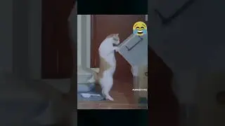 Смешное видео кошки и собаки 