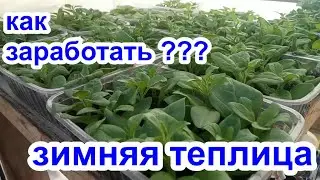 ЗИМНЯЯ ТЕПЛИЦА ИРКУТСК 89086553950