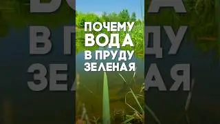 Why is the water in the pond green?