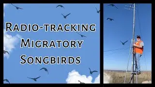 Radio Tracking Migratory Songbirds